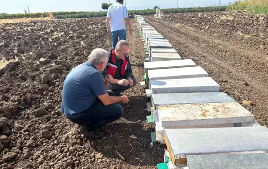 Sarıgöl'de Arı Ölümleri: Zehirlenme Belirtisi