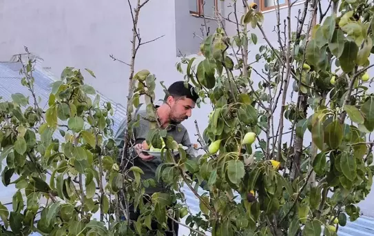 Kars'ta Meyve Ağaçları Korundu