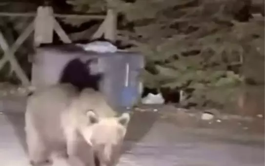Uludağ'da Ayı İle Tehlikeli Karşılaşma