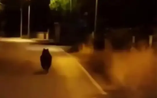 Yalova'da Ayı Otomobilden Kaçtı