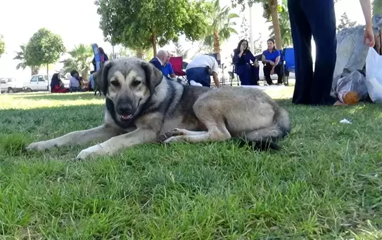 Şanlıurfa'da Başıboş Köpek Sorunu