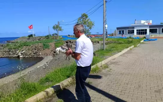 Giresun'da Bir Martı Kurtarıldı