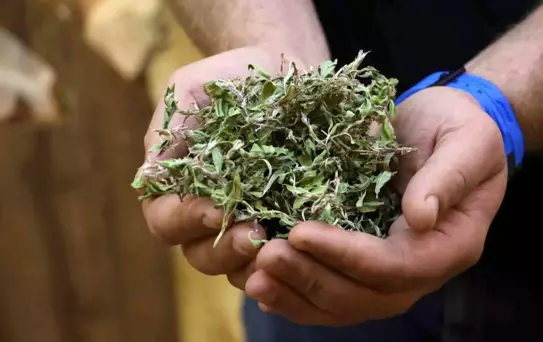 Kışın Vazgeçilmezi: Kuru Madımak