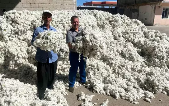 Gaziantep'te Pamuk Hasadı Başladı