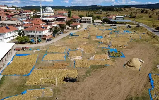 Demirci'de Kuru Fasulye Hasadı Başladı