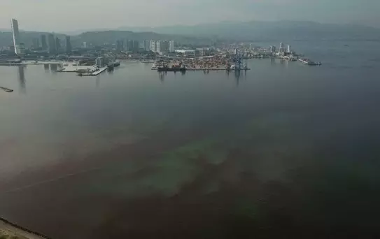 İzmir Körfezi'nde Ölü Balıklar Kıyıya Vuruyor