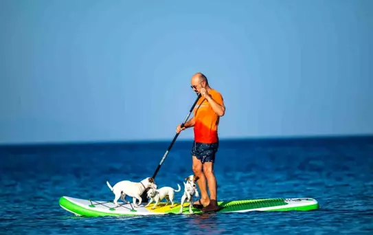 Köpekler Paddle Board Keyfi