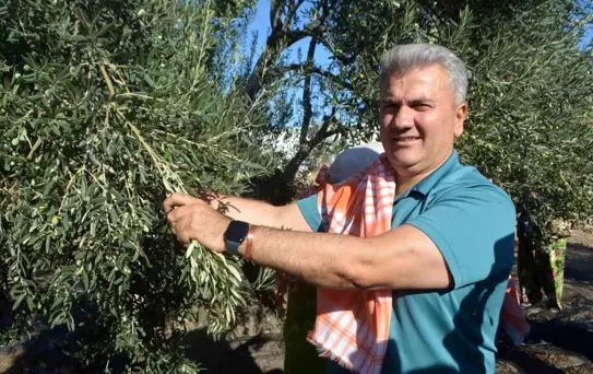Ayvalık'ta Zeytin Hasadı ve AB Tescili Vurgusu