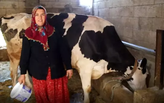 Belediyeden Aldığı İneklerle 17 Hayvana Ulaştı