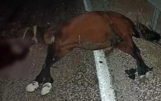 Adıyaman'da Başınboş Ata Araç Çarptı