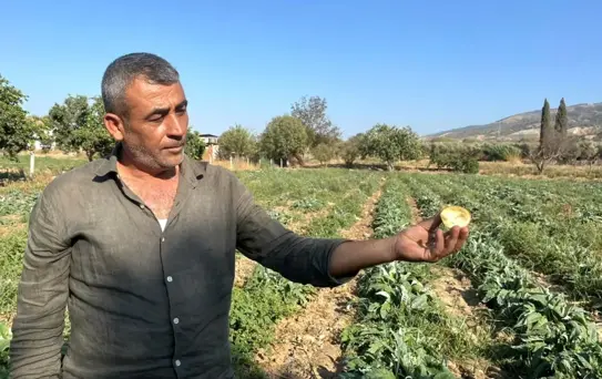 Aydın Enginarı için Sanayileşme Çağrısı