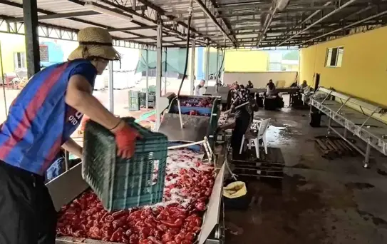 İnegöl'de Kadınların Gücüyle Salça Üretimi ve İhracat Hedefleri