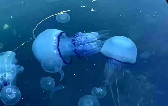 Marmara Denizi'nde Müsilaj ve Denizanası Sorunu Balıkçıları Zorluyor