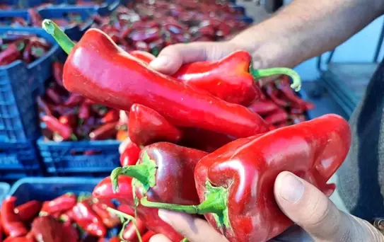 Bayburt'ta Kış Hazırlığı: Turşu ve Salça Alışverişi Başladı