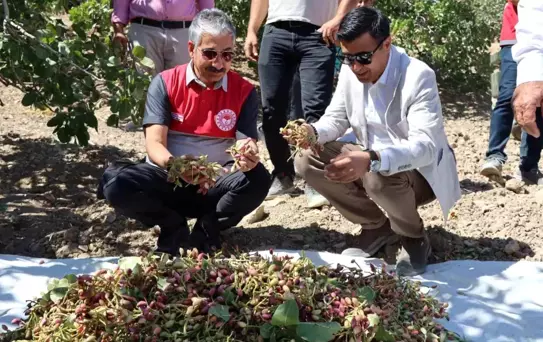 Adıyaman'da Antep Fıstığı Hasadı Başladı