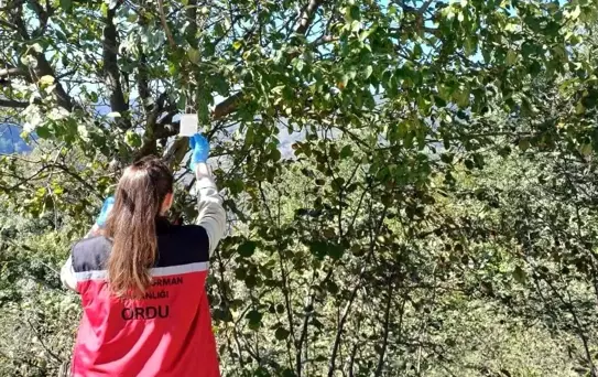 Kahverengi Kokarca ile Mücadele