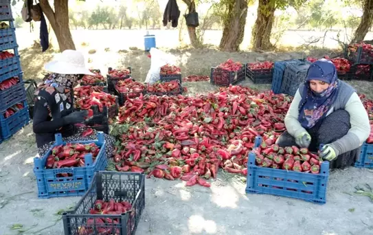 Kadınların Gücüyle 100 Ton Üretim