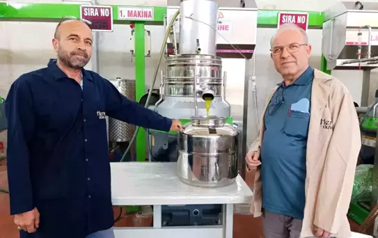 Köprübaşı'nda Erken Zeytin Hasadı Başladı