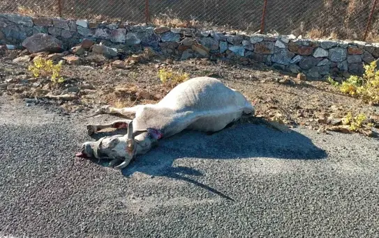 Elazığ'da otomobil ata çarptı