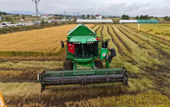 Bafra Ovası'nda Çeltik Hasadı Coşkuyla Başladı