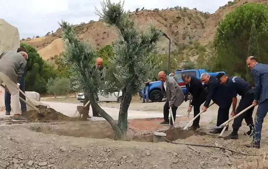 Baltacı Mehmet Paşa Anısına 100 Yıllık Zeytin Ağacı Dikildi