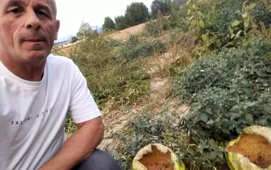 Hasada bir gün kala tarlaya giden çiftçi hayatının şokunu yaşadı! Sebebi şaşırttı