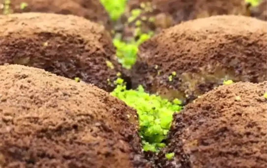 Soğuk Baklavanın Mucidi: 'Ankara'dan Dünyaya Açılacak Bir Tatlı'