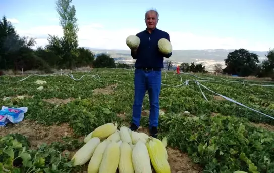 Göncek Kavunu Hasadı Başladı