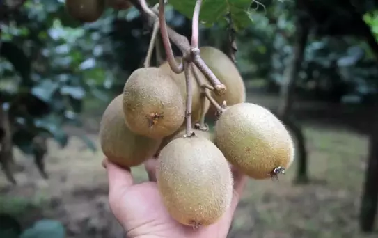 Ordu'da Kivi Rekoltesi Yarı Yarıya Düştü