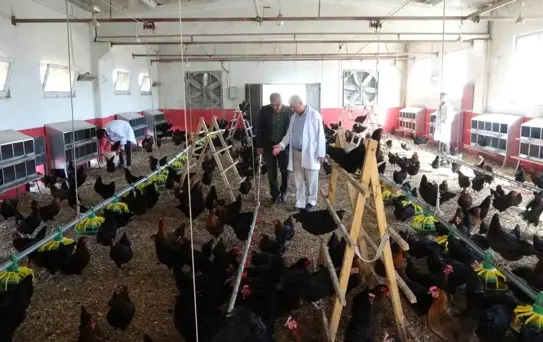 Malatya'da Öğrencilerden Tavuk Yetiştiriciliği
