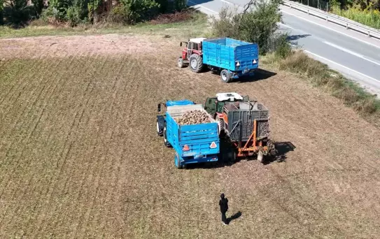 Erzincan'da Şeker Pancarı Hasadı Başladı