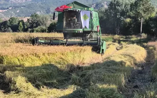 Hanönü'nde Çeltik Hasadı Etkinliği