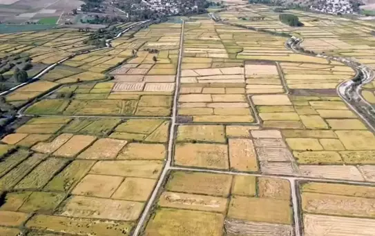 Saraydüzü'nde Çeltik Hasadı Başladı