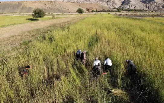 Şırnak'ta İmece Usulü Susam Hasadı