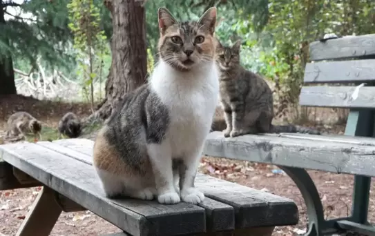 Öğrenciler Sokak Hayvanları İçin Mama Doldurdu