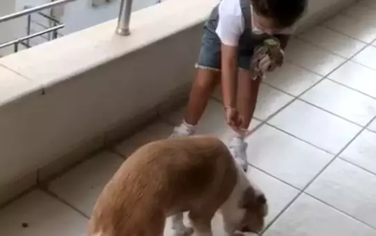 Minik Gökçe'den Hayvan Sevgisi