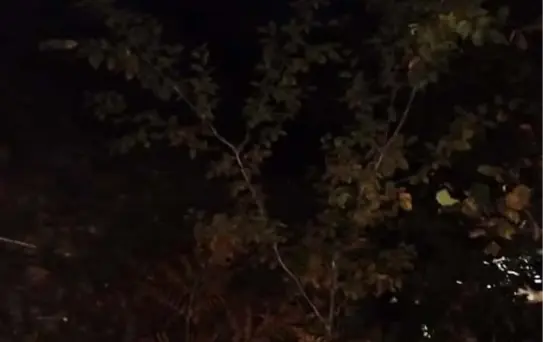 Akçaabat'ta Uçurumda Feci Kaza: Polis Memuru Hayatını Kaybetti