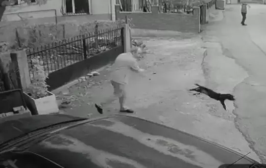 Köpeğe Şiddet Olayı: Şüpheli Serbest