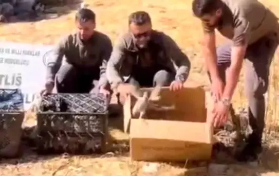 Bitlis'te Keklik Ticareti: 90 Kınalı Keklik Doğaya Salındı