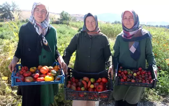 Bu bahçede 55 çeşit domates, 22 çeşit biber üretiliyor
