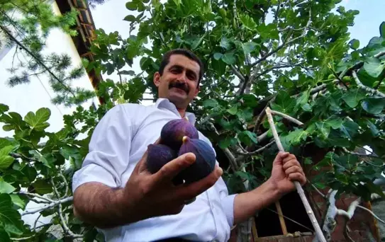 Erzurum'da Bursa Karası İnciri Meyve Verdi