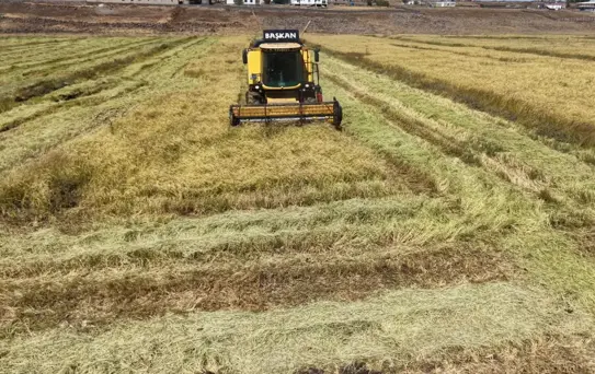 Diyarbakır'da Organik Pirinç Üretimi