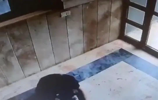 Başakşehir'de kediye işkence davasında karar: 3 yıl 8 ay hapis cezası