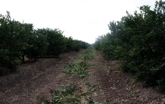 Adana'da İklim Değişikliğiyle Güneş Yanığı Krizi