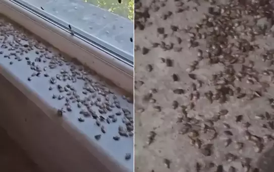 Kabus geri döndü! İki ilçeyi istila ettiler, evlerin içi korkunç halde