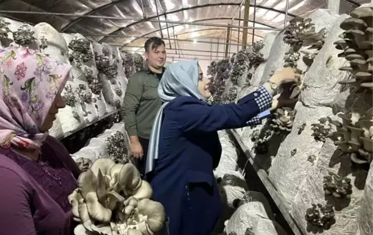 Kaymakam Kılıç, Mantar Tesisini Ziyaret Etti