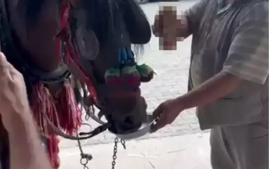 Düğünde ata alkollü içki içirdiler