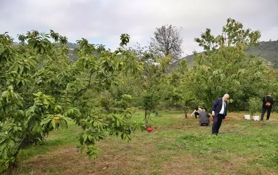 OMÜ'de Kestane Türleri Üretimi Artıyor