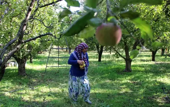 Amasya Misket Elması Hasadı Yok