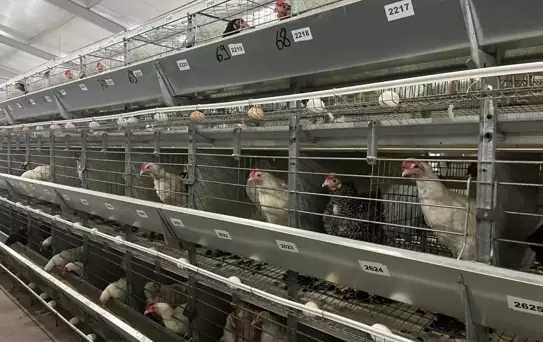Yerli Yumurtacı Civciv Üretiminde Yapay Zeka Dönemi